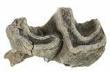 Fossil Woolly Rhino (Coelodonta) Tooth - Siberia #231051-2